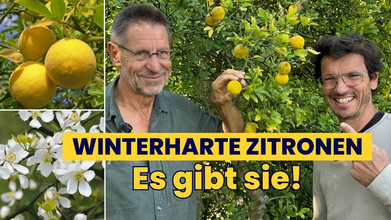 WINTERHARTE Zitrone 🤯 für JEDEN Garten! Ich besuche den Wildobstspezialisten!