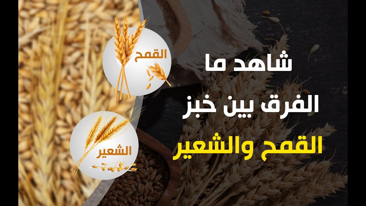 قالوا فقلنا: أيهما أكثر فائدة القمح ام الشعير ؟