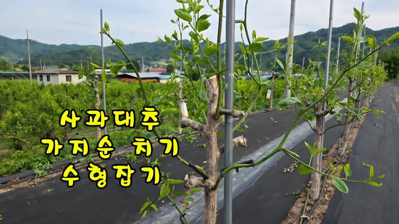 사과대추 가지 순 치기 수형잡기 가지 유인 