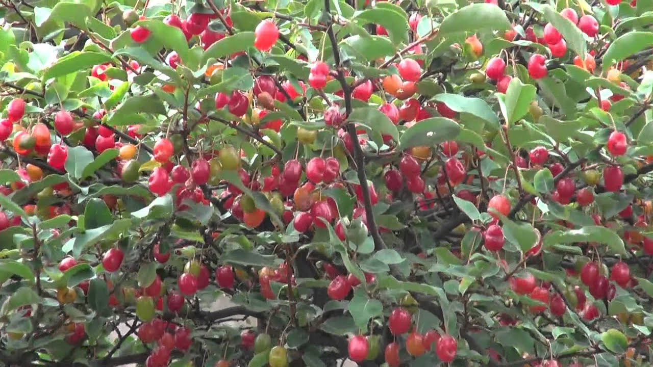 Silverberry Oleaster, グミ