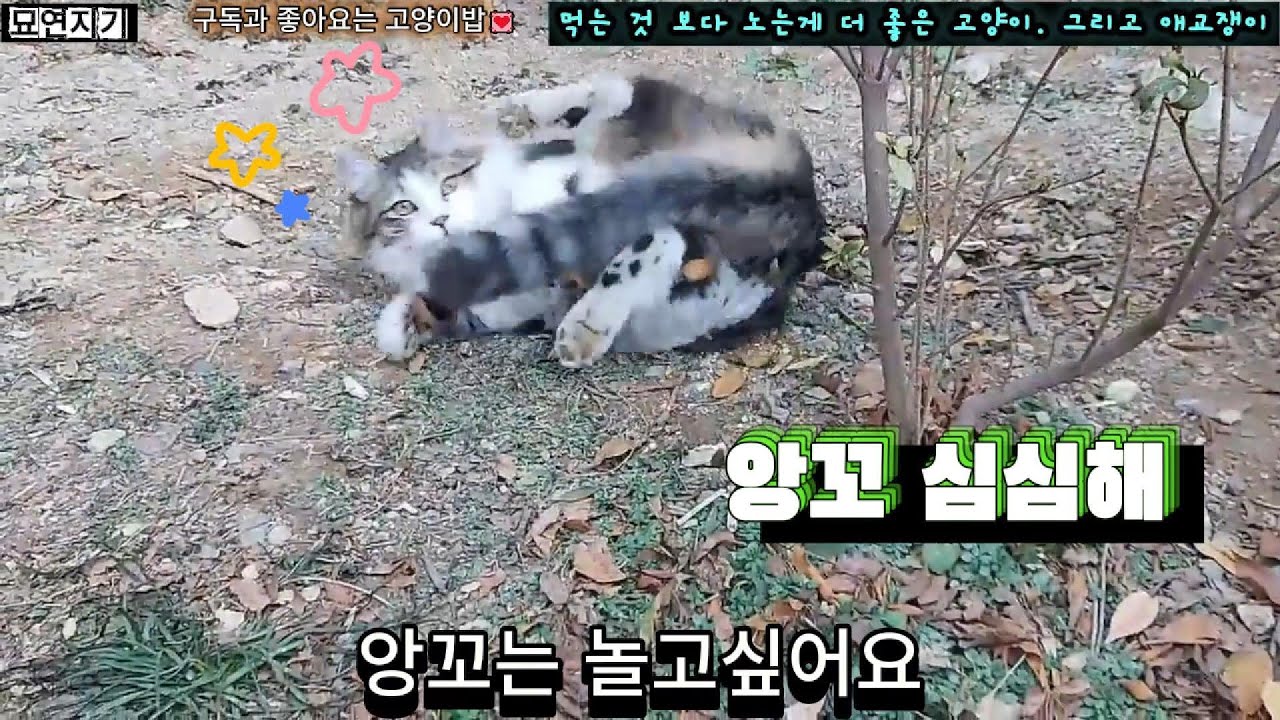 놀고 싶은 고양이, 애교 부리고 싶은 고양이 #묘연지기 #고양이 #길냥이밥주기