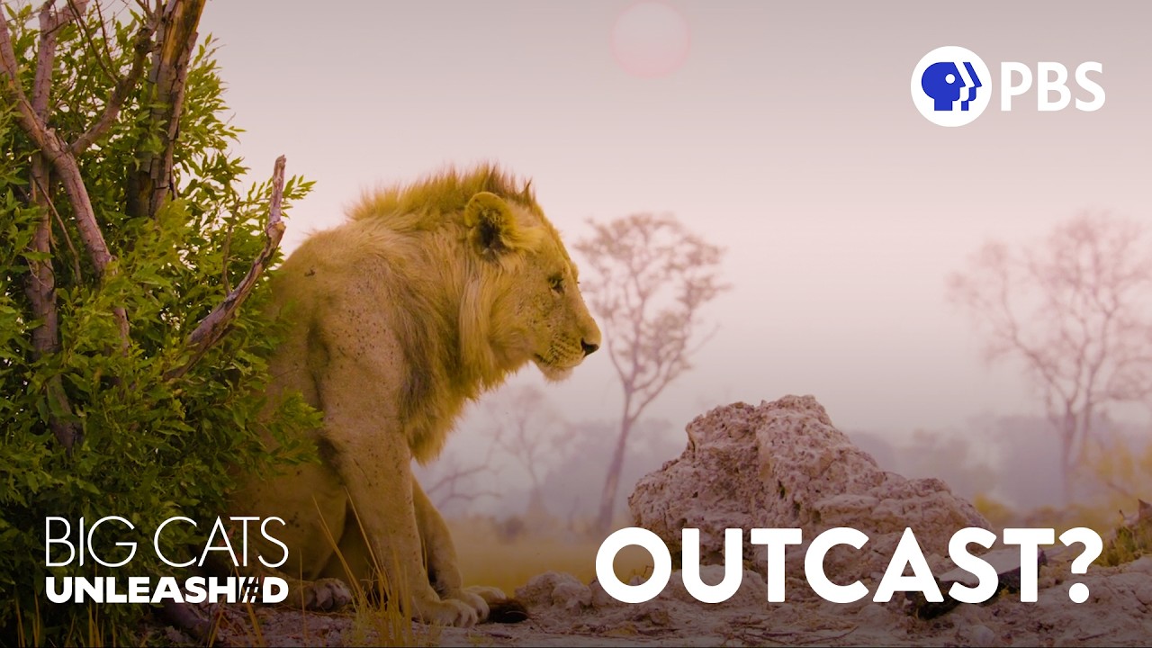 Why Young Lions Get Kicked Out of Their Pride
