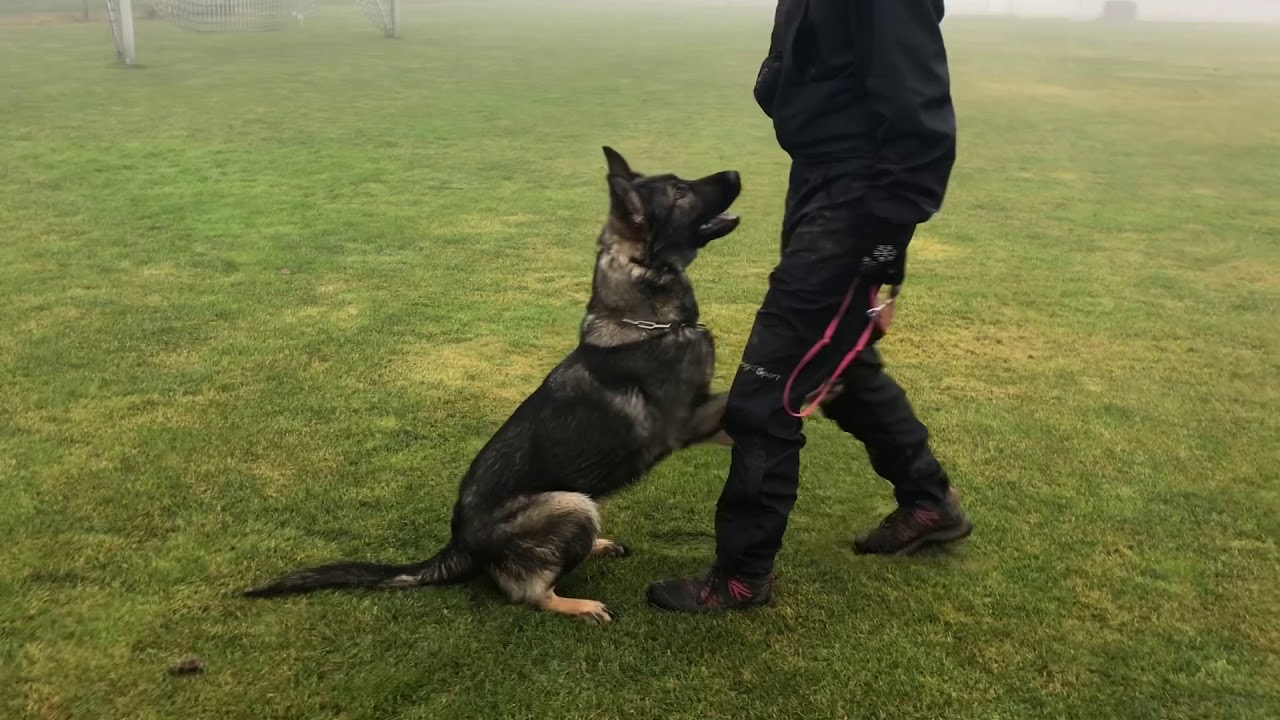 Andromeda Omega’s Legacy (Gero z Berounské bašty x Omega z Eurosportu), 10 months old