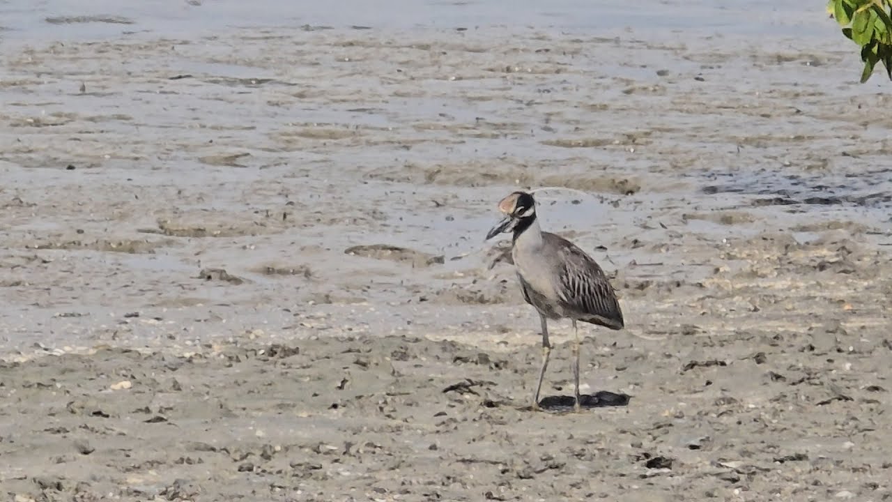 Around My Garden- Wading bird SLOWLY hunts tiny crabs in heavy wind along the seashore.