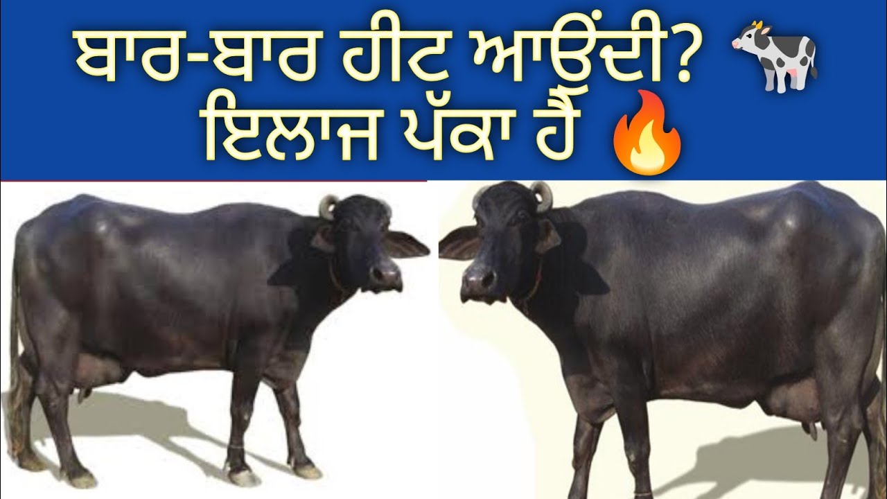 ਬਾਰ-ਬਾਰ ਹੀਟ ਆਉਂਦੀ? 🐄ਇਲਾਜ ਪੱਕਾ ਹੈ 🔥#repeter#pashupalan#dairyfarm
