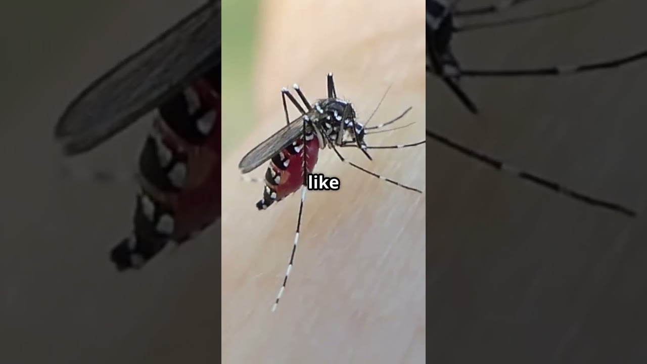 Unbelievable Mosquito Facts That Will Surprise You!
