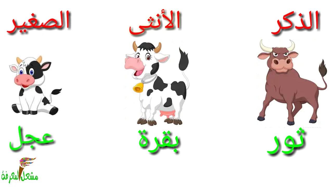 تعلم أسماء ذكور وإناث وصغار وأصوات الحيوانات باللغة العربية