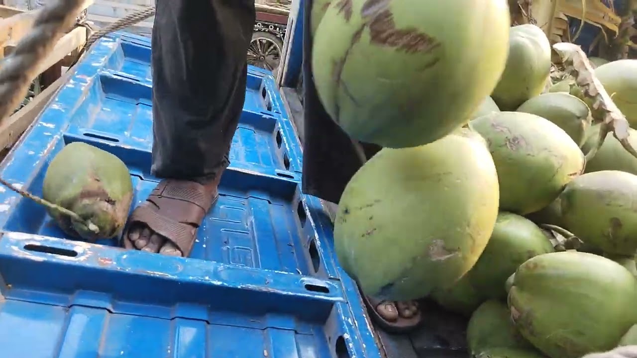 Coconut Supplier // 9830989866// Minimum Order Quantity 2000 Piece 