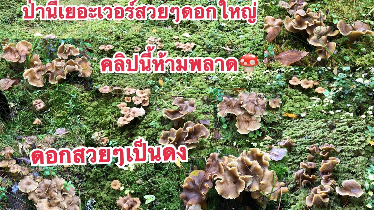 🍄23/10/19🍄เก็บเห็ดยิ่งเก็บยิ่งฟินขึ้นทุกวัน ดอกใหญ่ๆสวยๆเต็มป่าเกินคำบรรยาย 🍄Mushrooms🍄