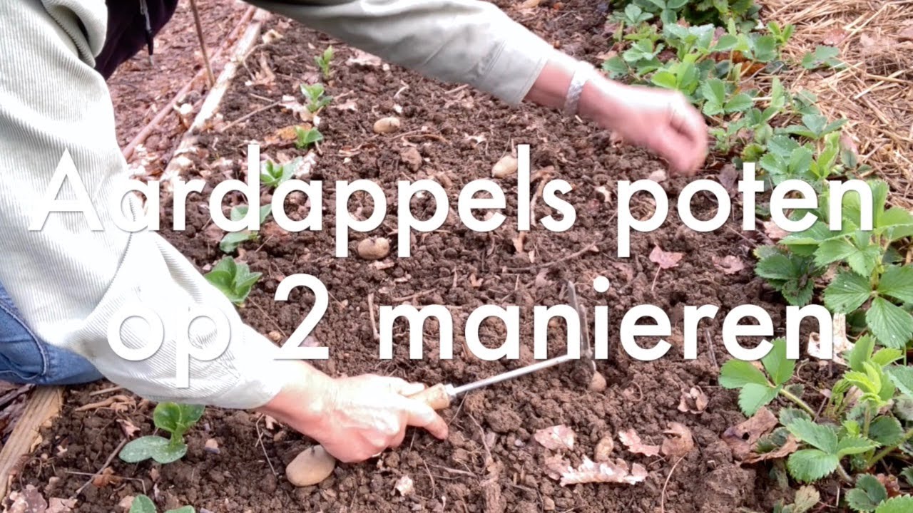 Ini's Moestuin #181 - aardappels poten op 2 manieren, tomaten verspenen & sjalotten planten.