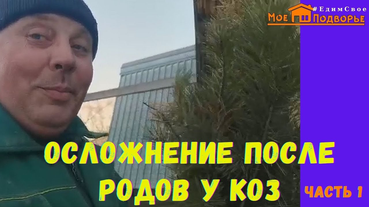 Здоровье козы после окота: чем кормить козу, уход за козой после окота. ЧАСТЬ 1. 