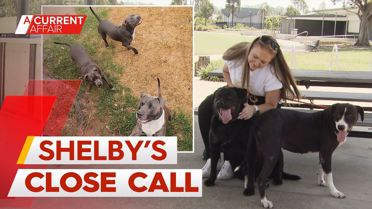 Alleged attack has Sydney dog owner living in fear | A Current Affair