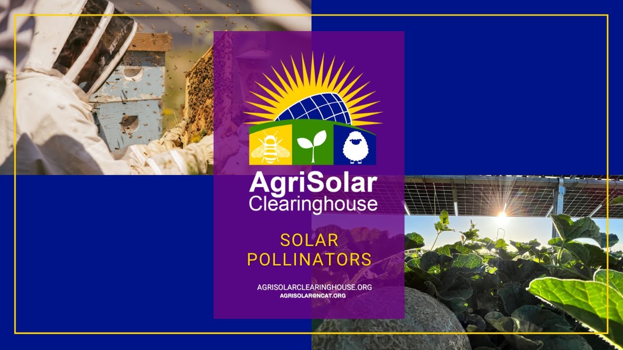 Solar Pollinator Habitat and Beekeeping: Explained