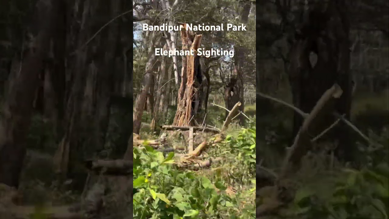 Bandipur national park | Elephant sighting | jungle safari 