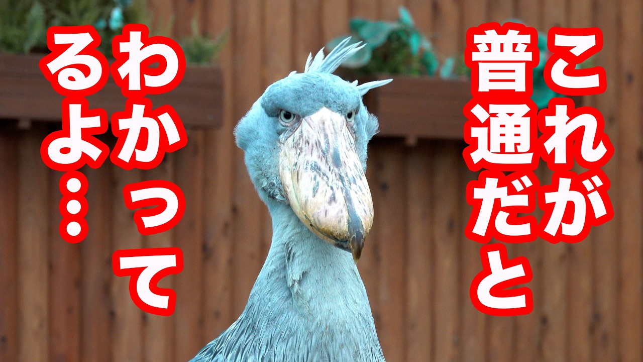 【現実に戻る】ハシビロコウふたばちゃんのイベント後!【夏のふたば2025-14】Futaba, Shoebill  summer 2025-14　掛川花鳥園