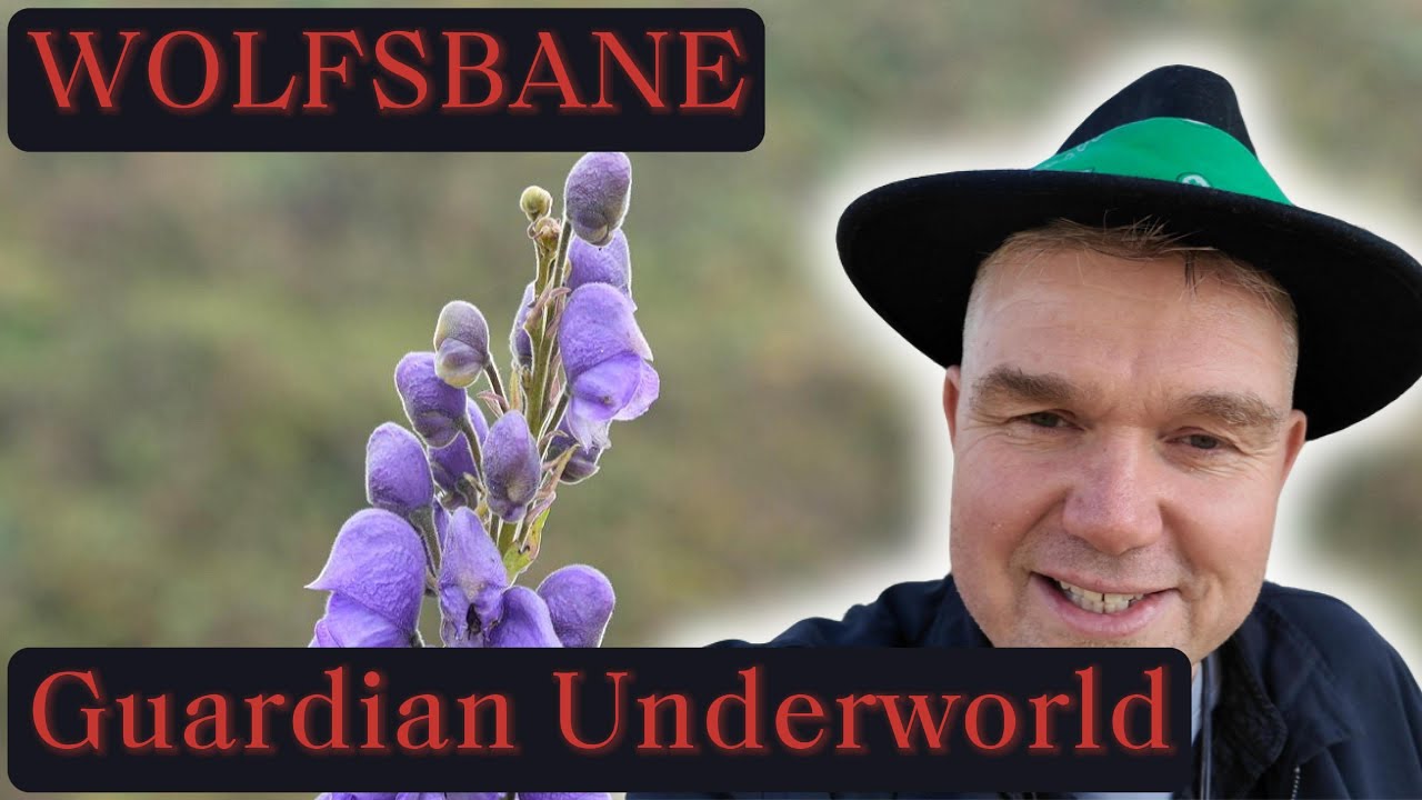 Wolfsbane | Aconite - The Plant that Dared me to Live