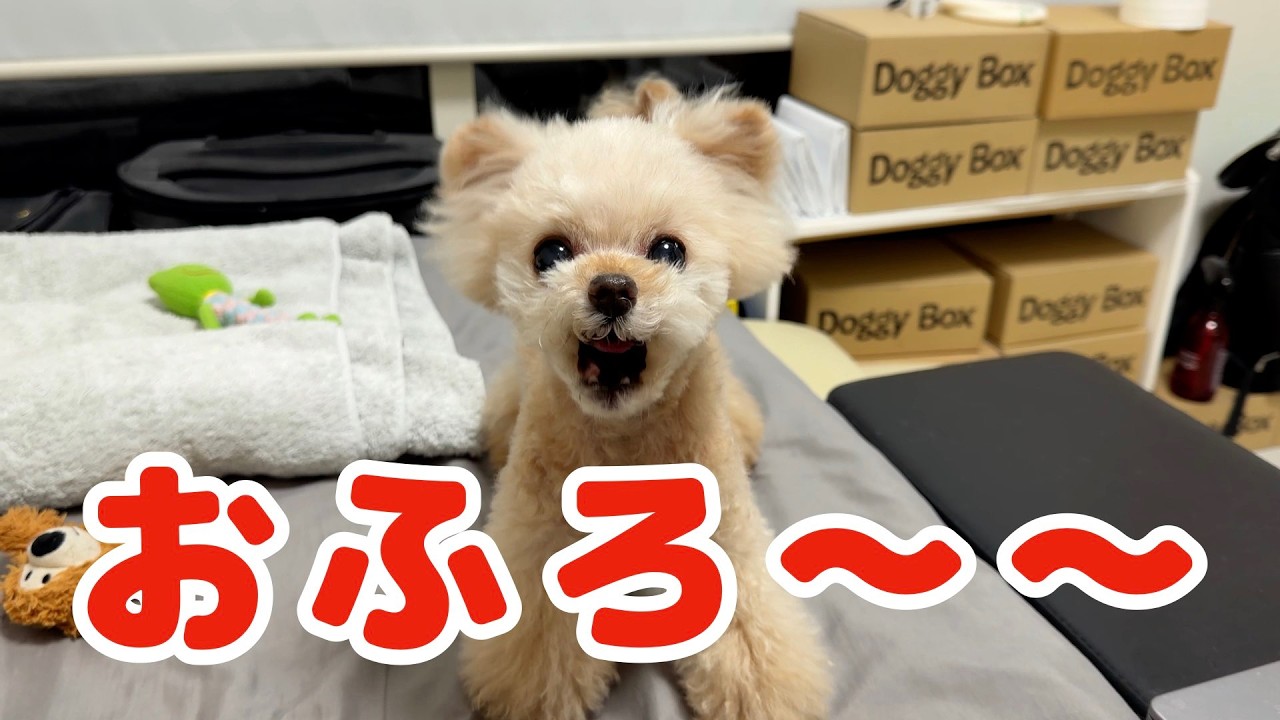 お風呂に行きた過ぎて喋りだす犬がこちらですｗ【トイプードル】
