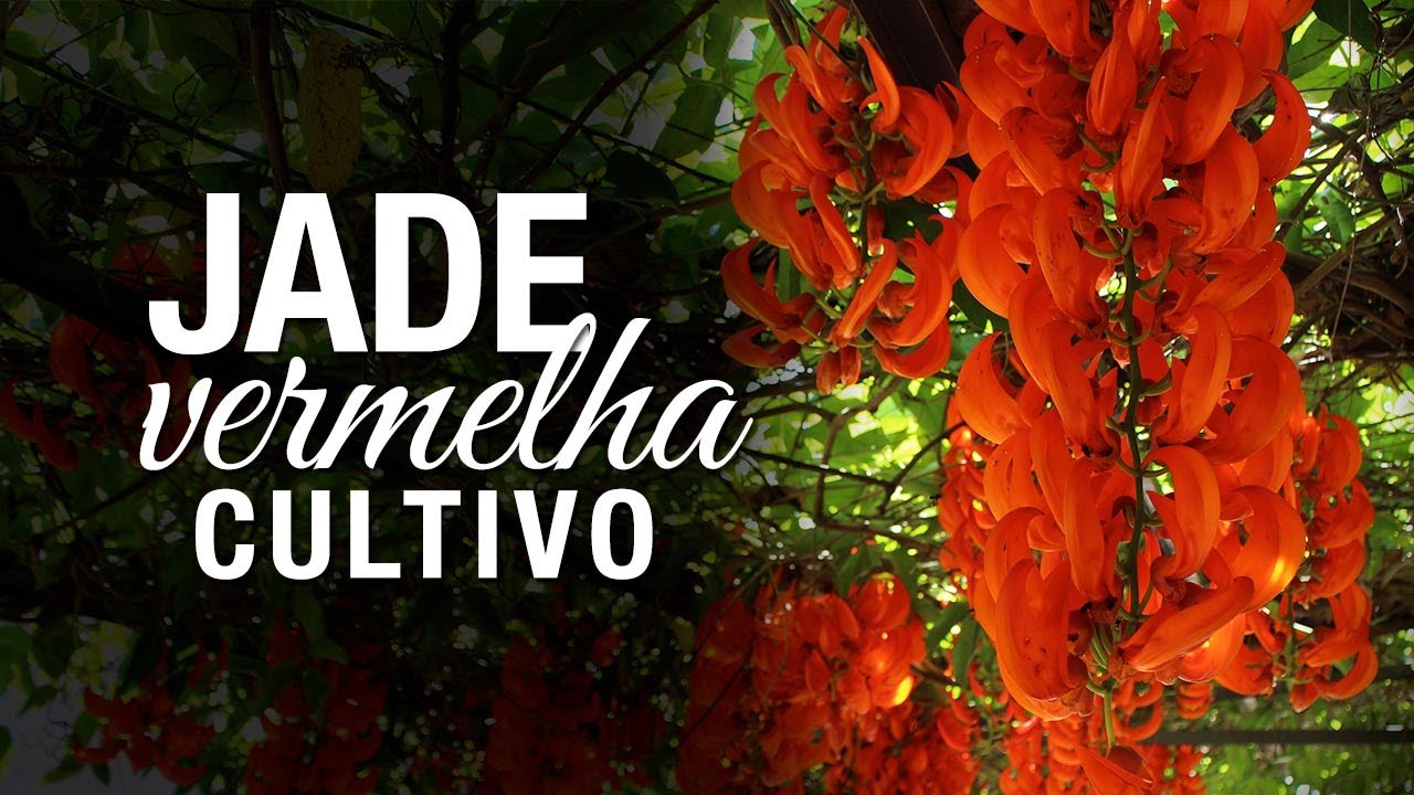 Jade Vermelha: Dicas Simples de Cultivo