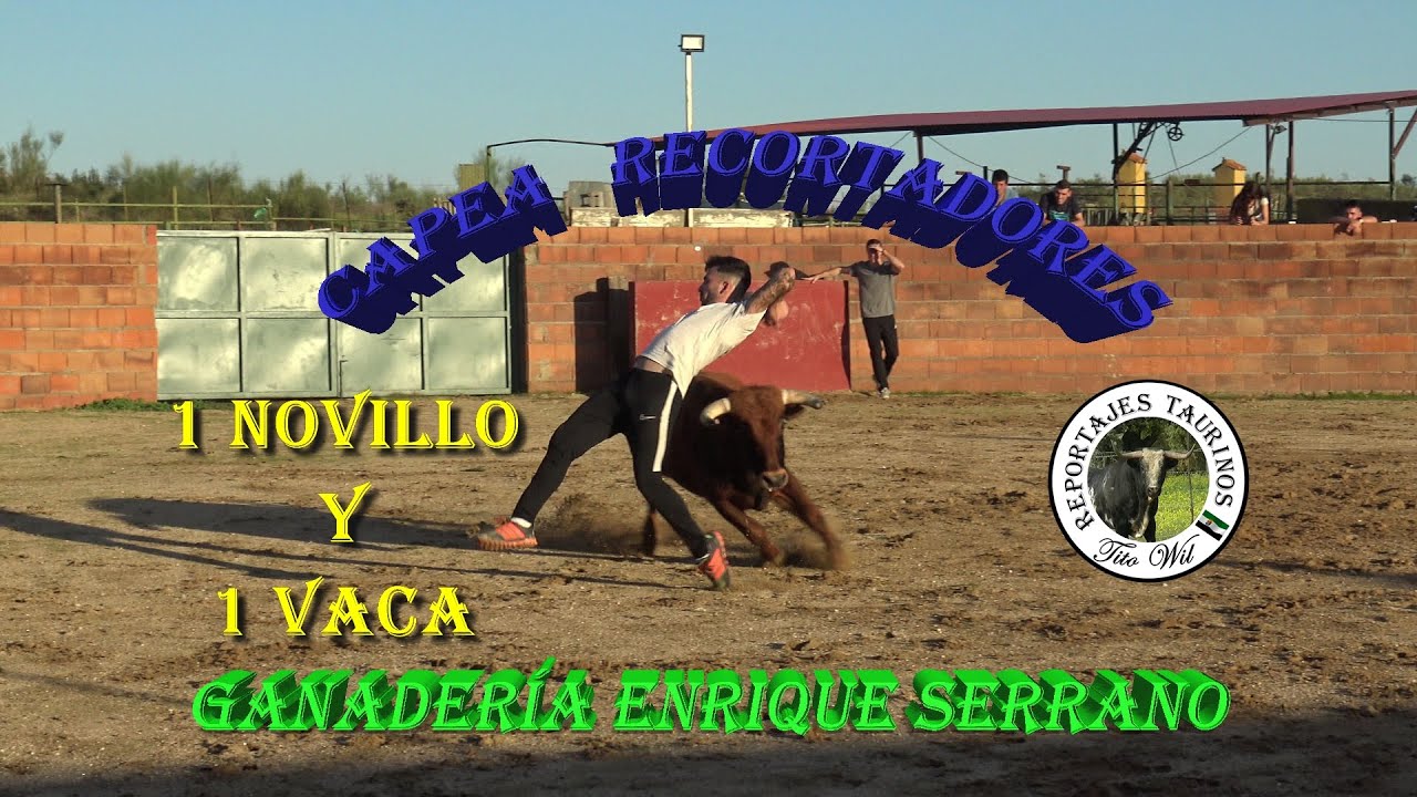 CAPEA RECORTADORES 1 NOVILLO Y 1 VACA GANADERIA ENRIQUE SERRANO 4K