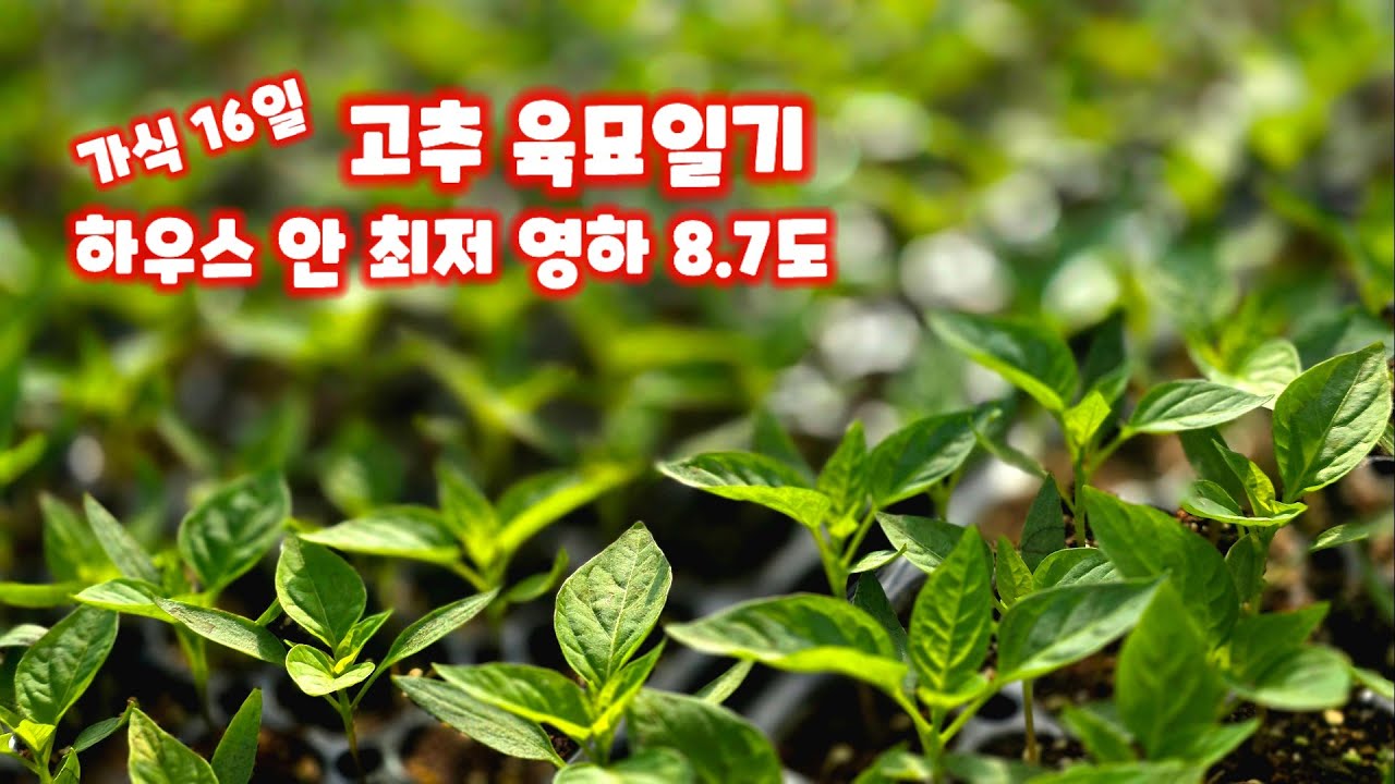 고추 육묘일기 가식16일 파종 33일 고추모종키우기 괴산 청결고추 충북 괴산 영하 7도 풀뿌리농장 석성수 [고추재배방법]