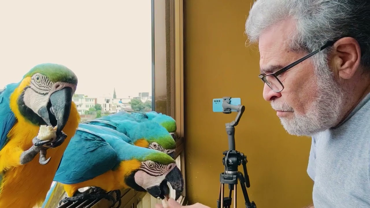 Guacamayas Caraqueñas -- LAS EXPLOSIONES DE FIN DE AÑO
