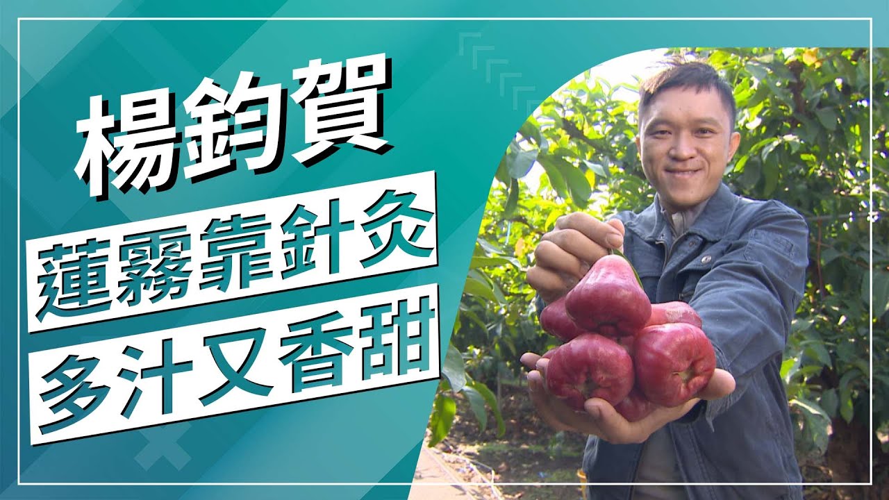 草地狀元-吹頭髮?針灸?敷面膜?  怪奇種植蓮霧新秀(2022.02.21播出)