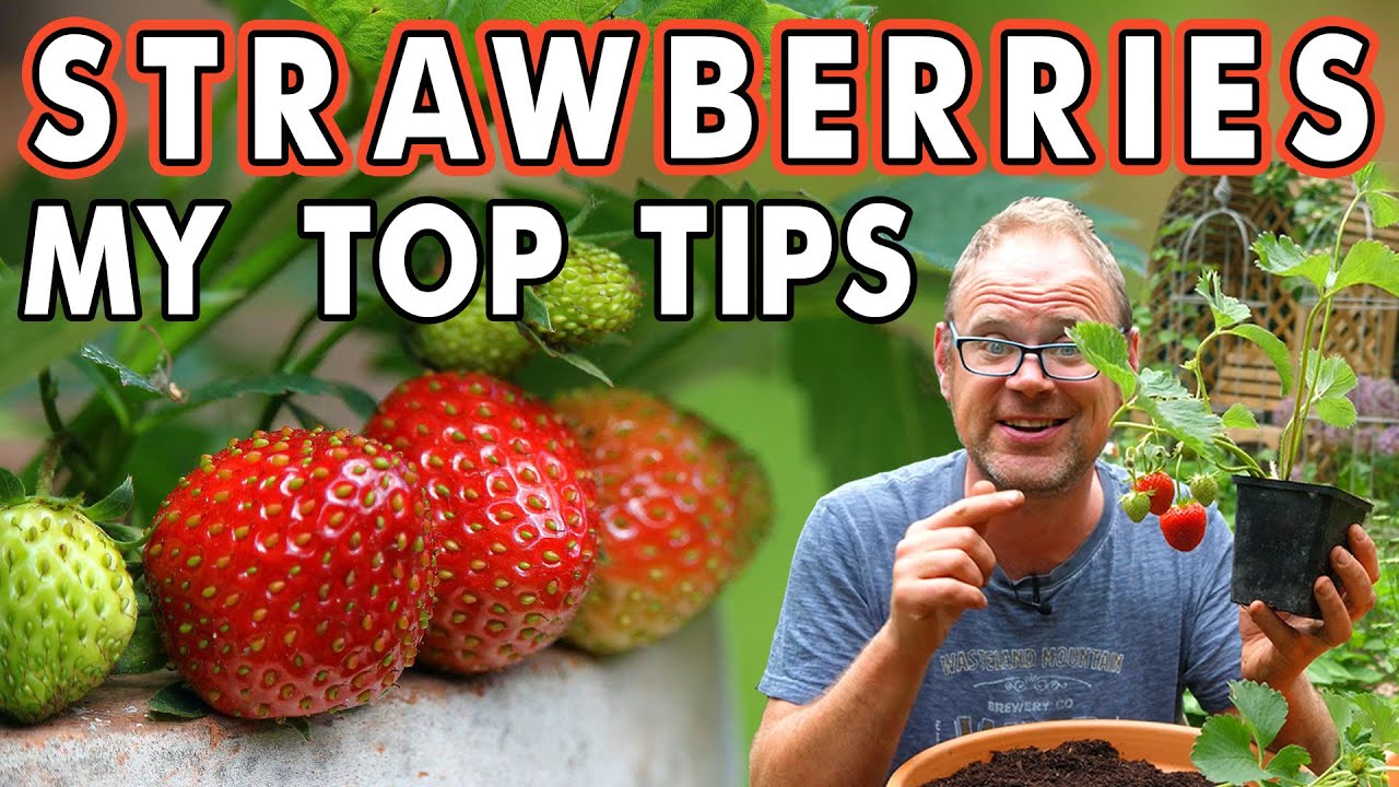 Выращивание клубники в контейнерах 🍓
