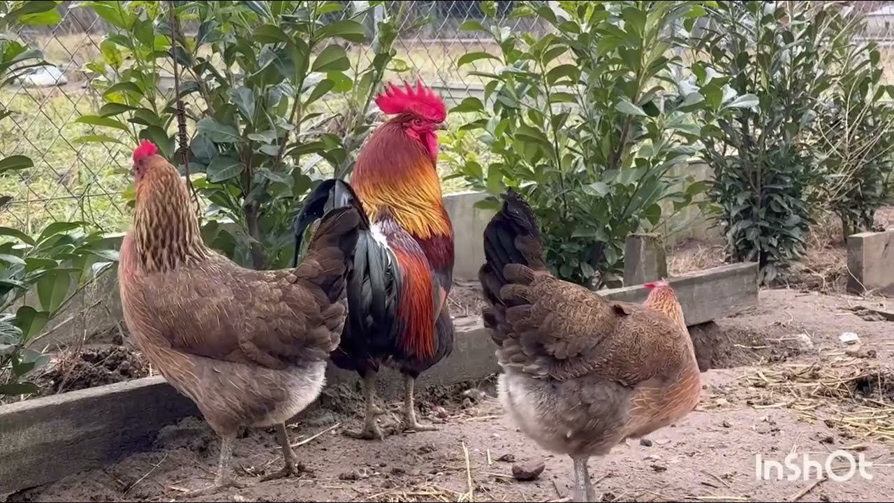 Zielononóżki @ dlaczego warto#kury #kury zielononóżki kuropatwiane#chicken #animals #odcinek1