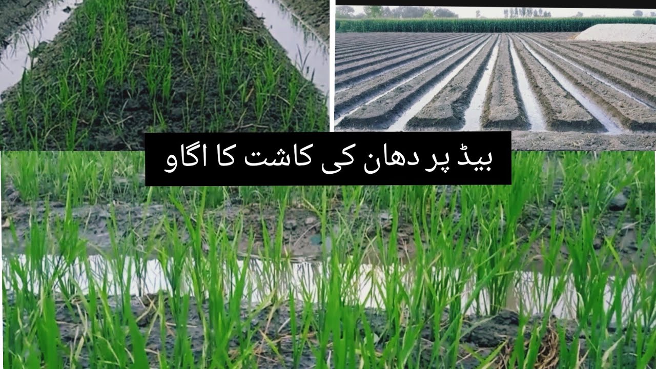 How to grow rice on ridge pakistan.Rice cultivation from ridge.