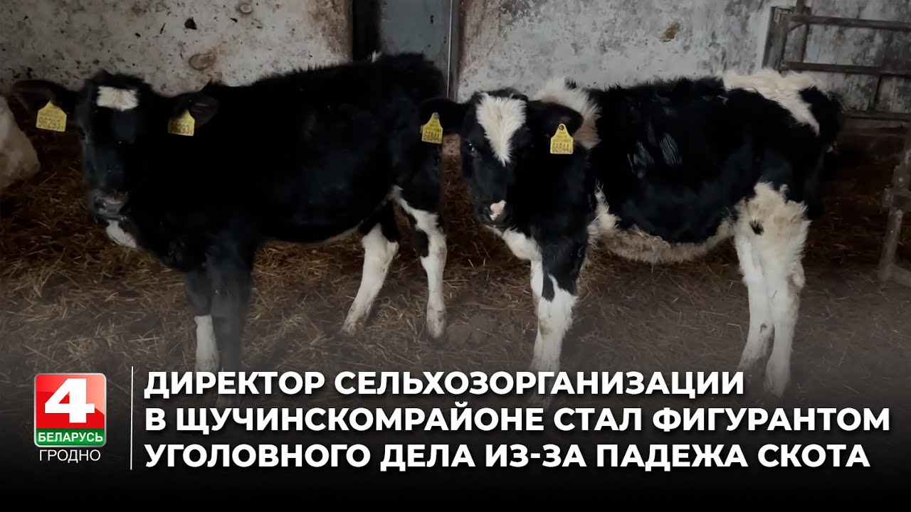 Директор сельхозорганизации в Щучинском районе стал фигурантом уголовного дела из-за падежа скота