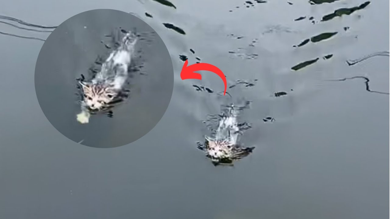 Покричав бездомному коту на другом берегу реки, он прыгнул в реку и поплыл ко мне.