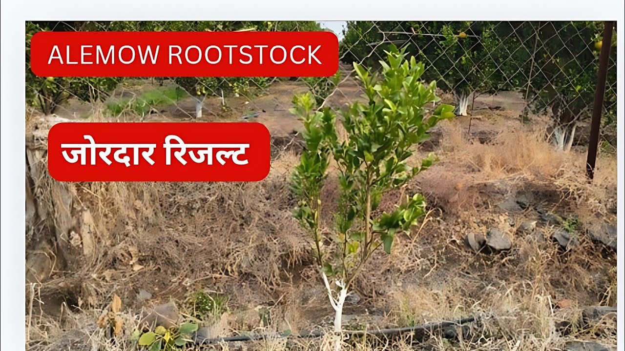 Episode 97 :- Alemow Rootstock Microbudding ~Orange Result #citrusfarming 