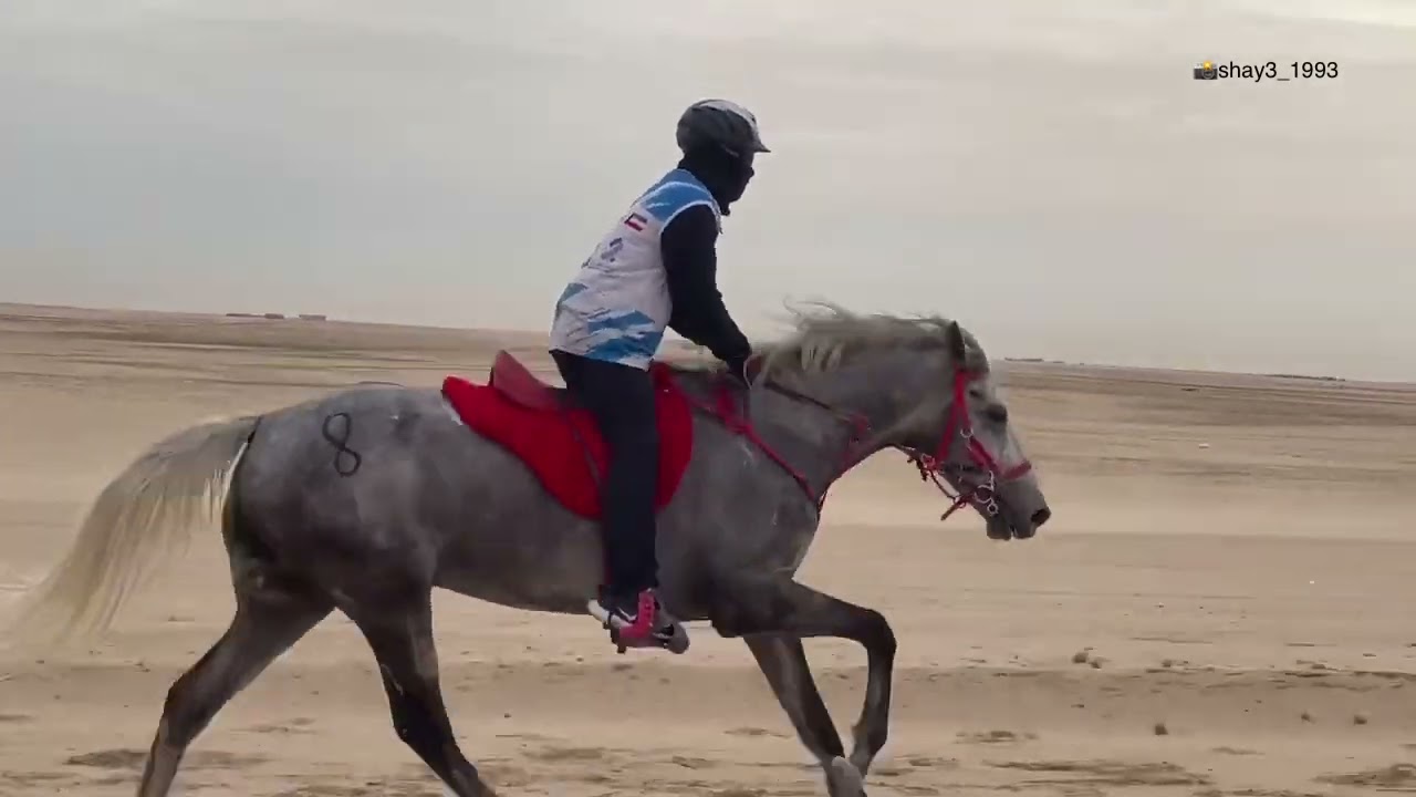 مهرجان العيد الوطني🇰🇼 للقدرة والتحمل تاريخ ٢٧ / ٢ / ٢٠٢٥