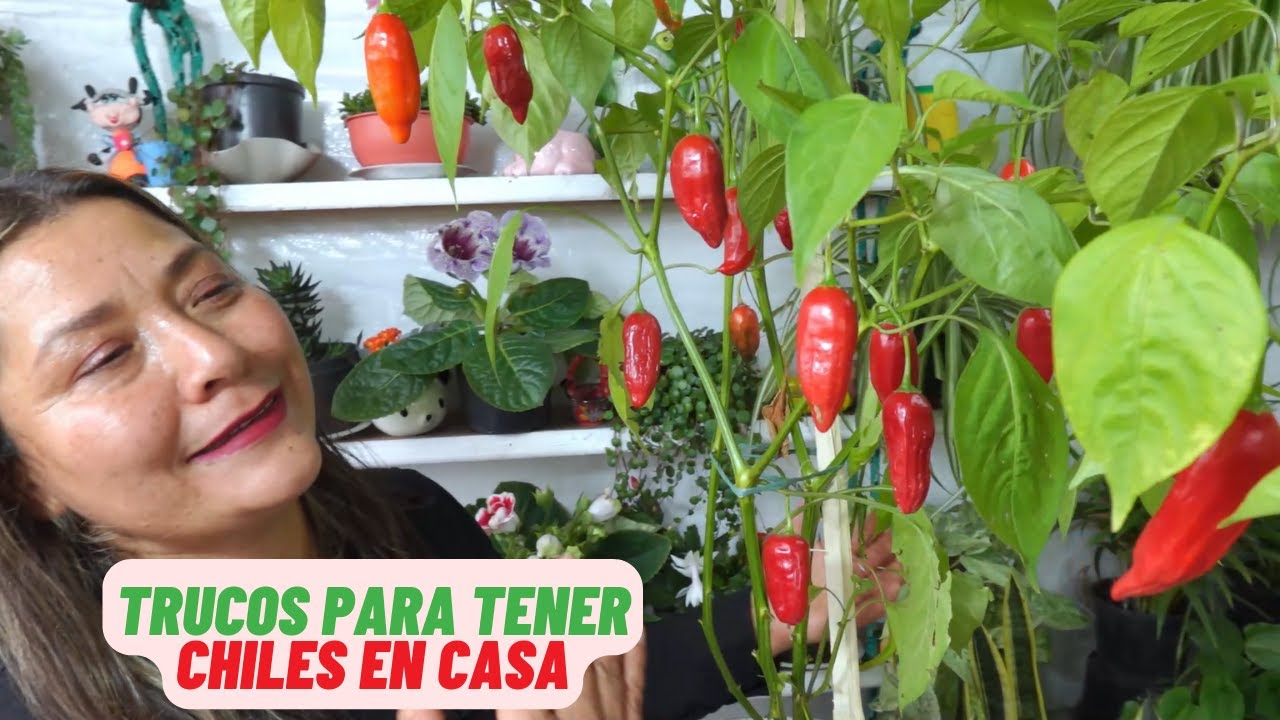 Cuidados fundamentales para cultivar chiles en casa #plantas #jardin #chile