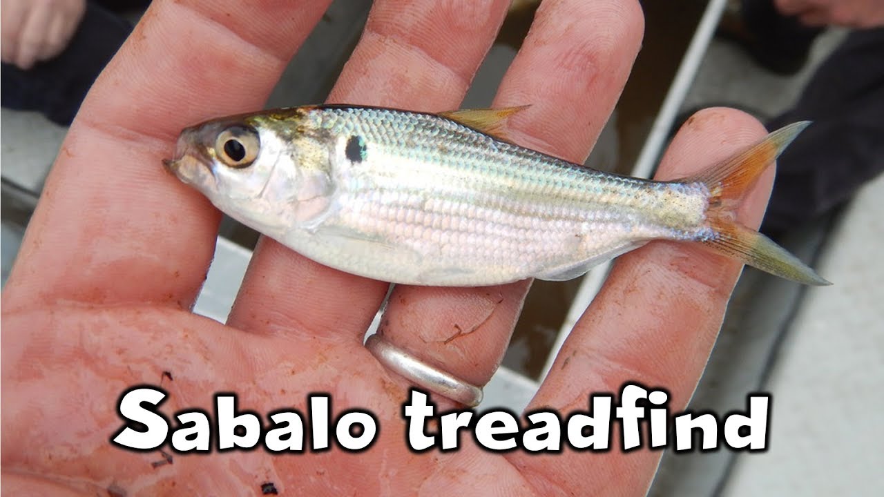 Dorosoma petenense | PEZ SABALO TREADFIND Cuidados y Alimentaci&oacute;n | AcuariosLP