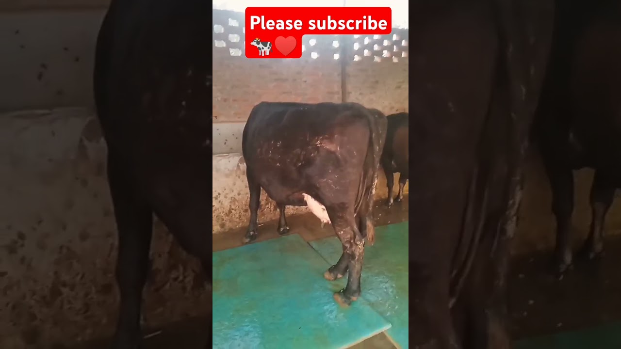 #hf cross cow #Jersey cross cow # pure hf cow #sahiwal cross cow #dairyfarm #