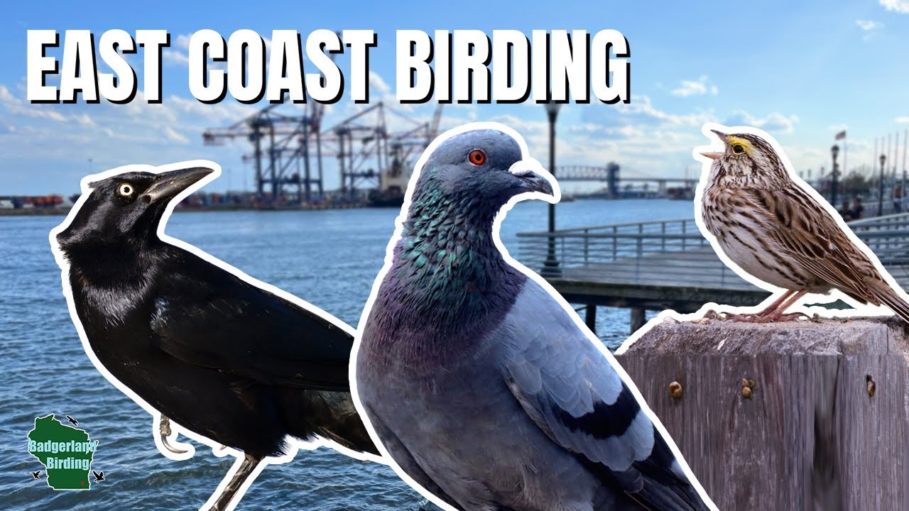 Epic Birding Adventure in New York and New Jersey!