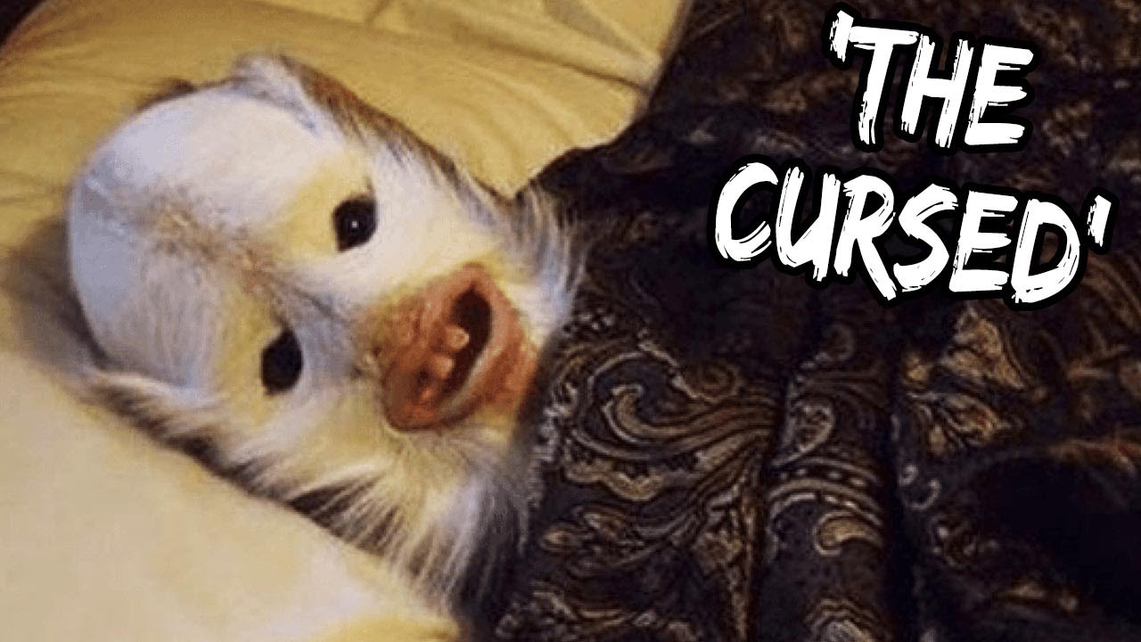Top 5 Cursed SCP Items You Should Never Come In Contact With | Marathon
