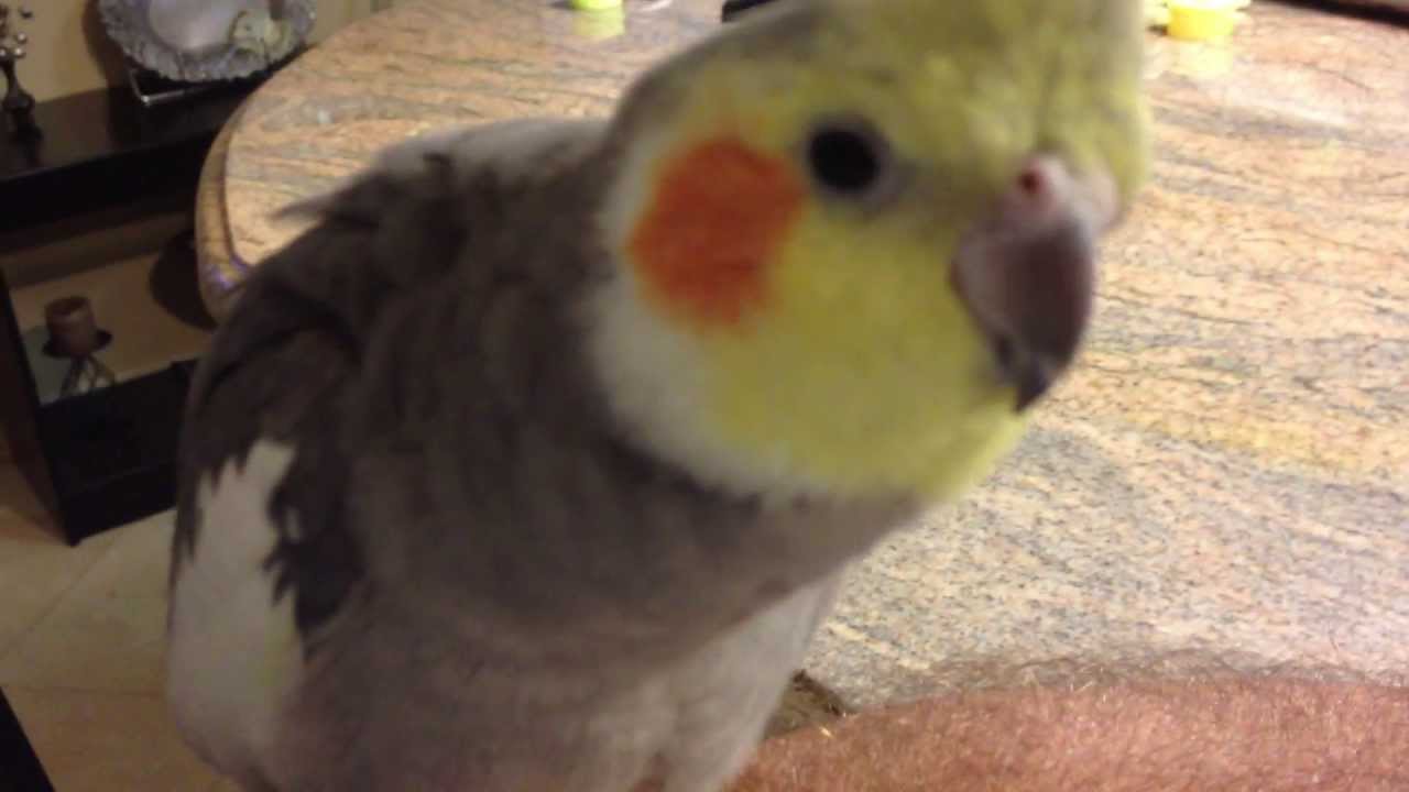 Cockatiel Sings Addams Family and Darth Vader theme song, and says What you doing.