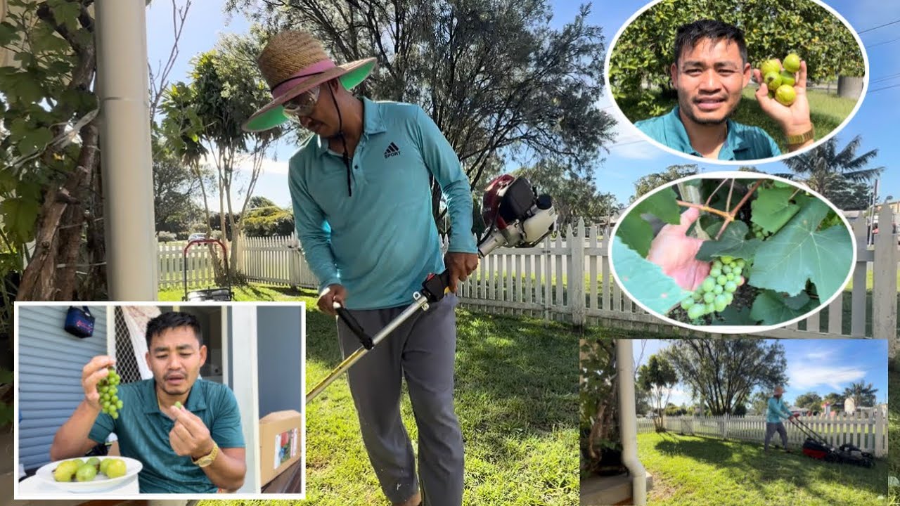 หาเก็บผลไม้กินบริเวณบ้าน.. ตัดหญ้าให้แม่..