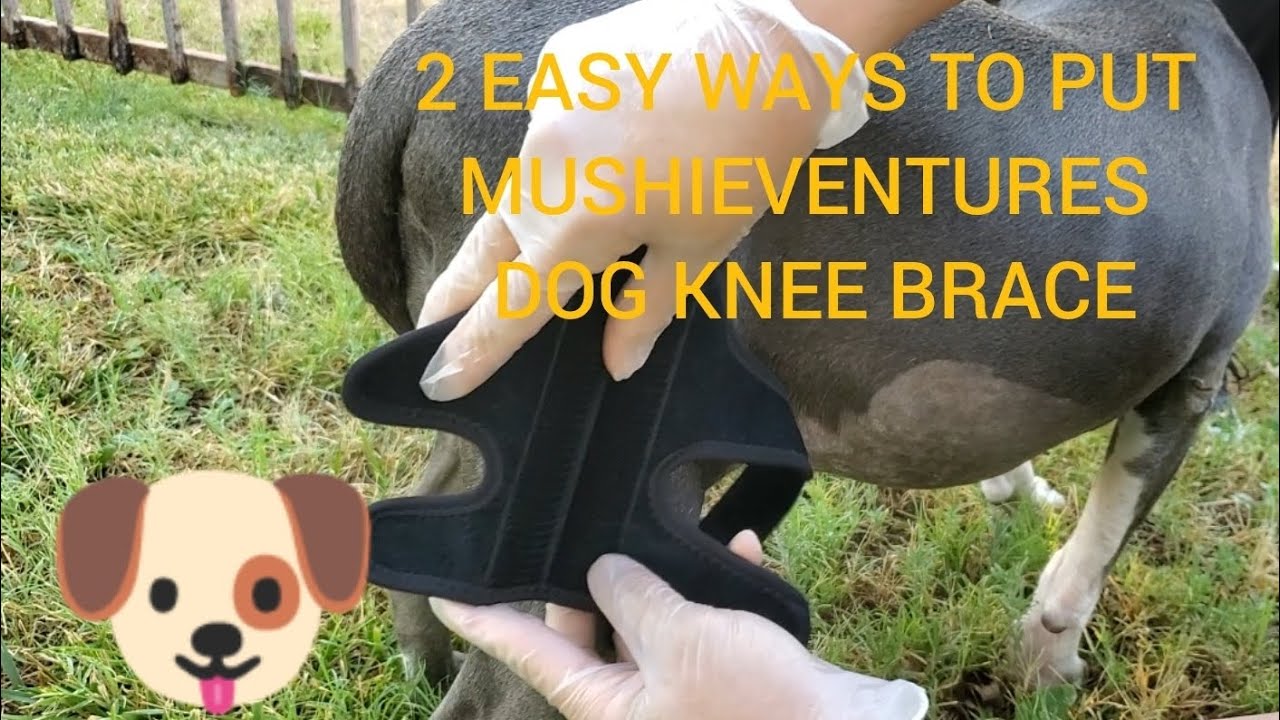 WATCH THIS FIRST! HOW TO SET UP MUSHIE VENTURES DOG KNEE BRACE in 2 WAYS