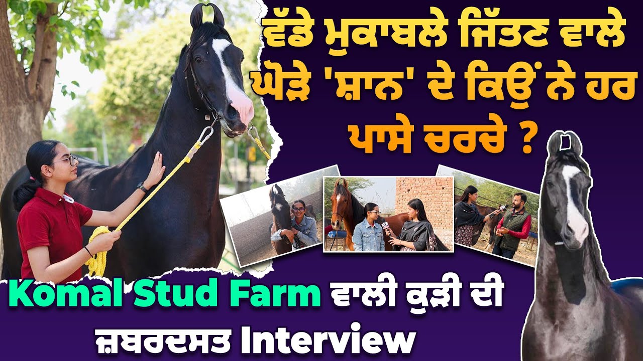 ਵੱਡੇ ਮੁਕਾਬਲੇ ਜਿੱਤਣ ਵਾਲੇ ਘੋੜੇ 'ਸ਼ਾਨ' ਦੇ ਕਿਉਂ ਨੇ ਹਰ ਪਾਸੇ ਚਰਚੇ ? Stud Farm ਵਾਲੀ ਕੁੜੀ ਦੀ ਜ਼ਬਰਦਸਤ Interview