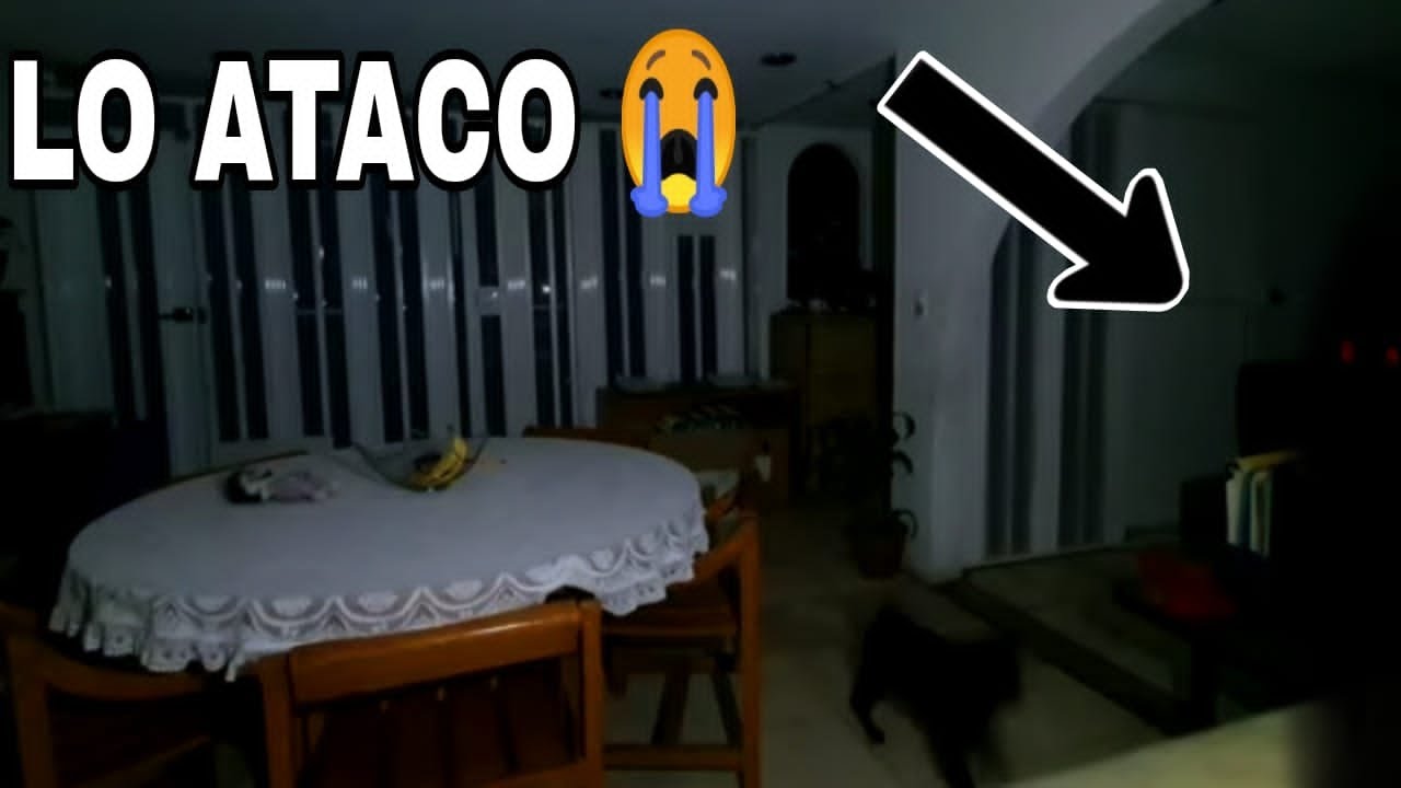 Deje Camara En Las Noches Y Ente Ataca A Mi Perro😭