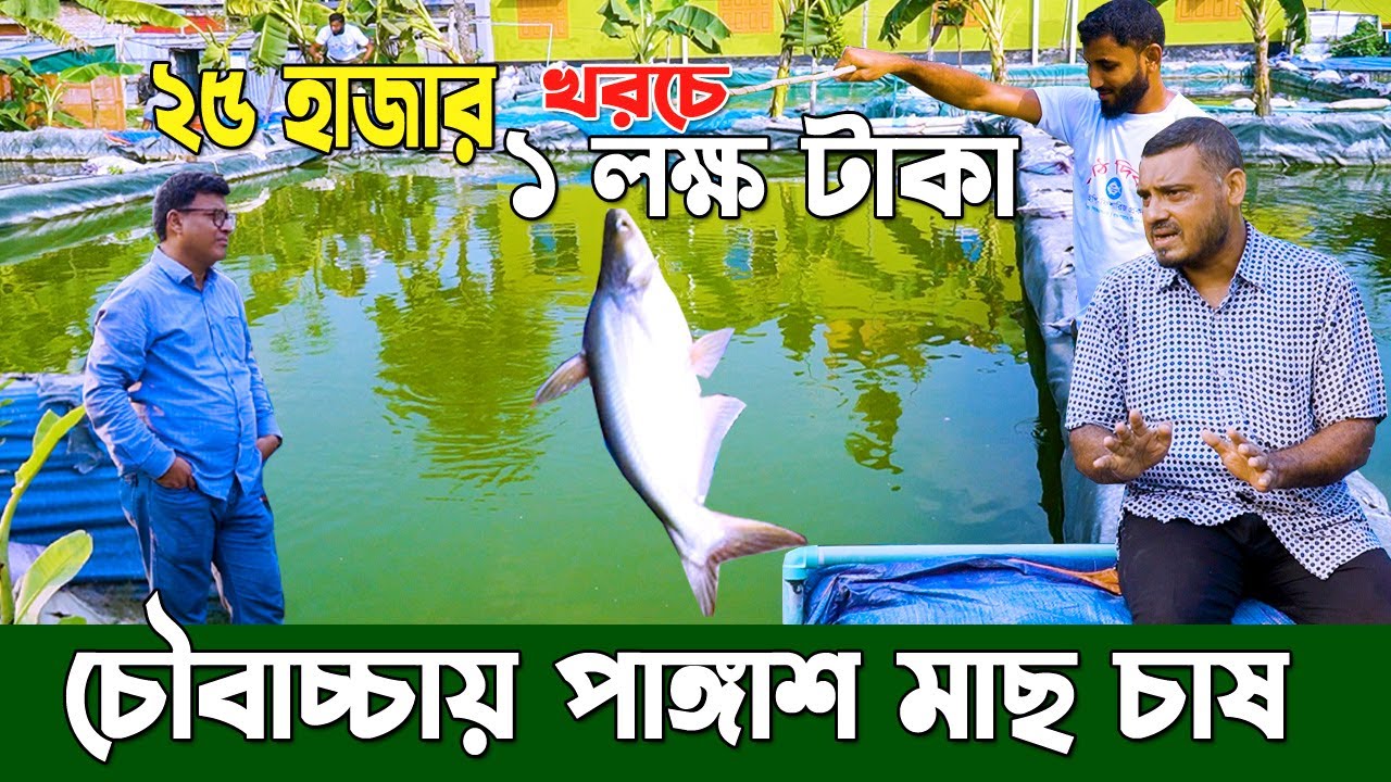 চৌবাচ্চায় পাঙ্গাশ মাছ চাষ। সফল উদ্যোক্তা নাটোরে মিলন ভাই নতুন আইডিয়া