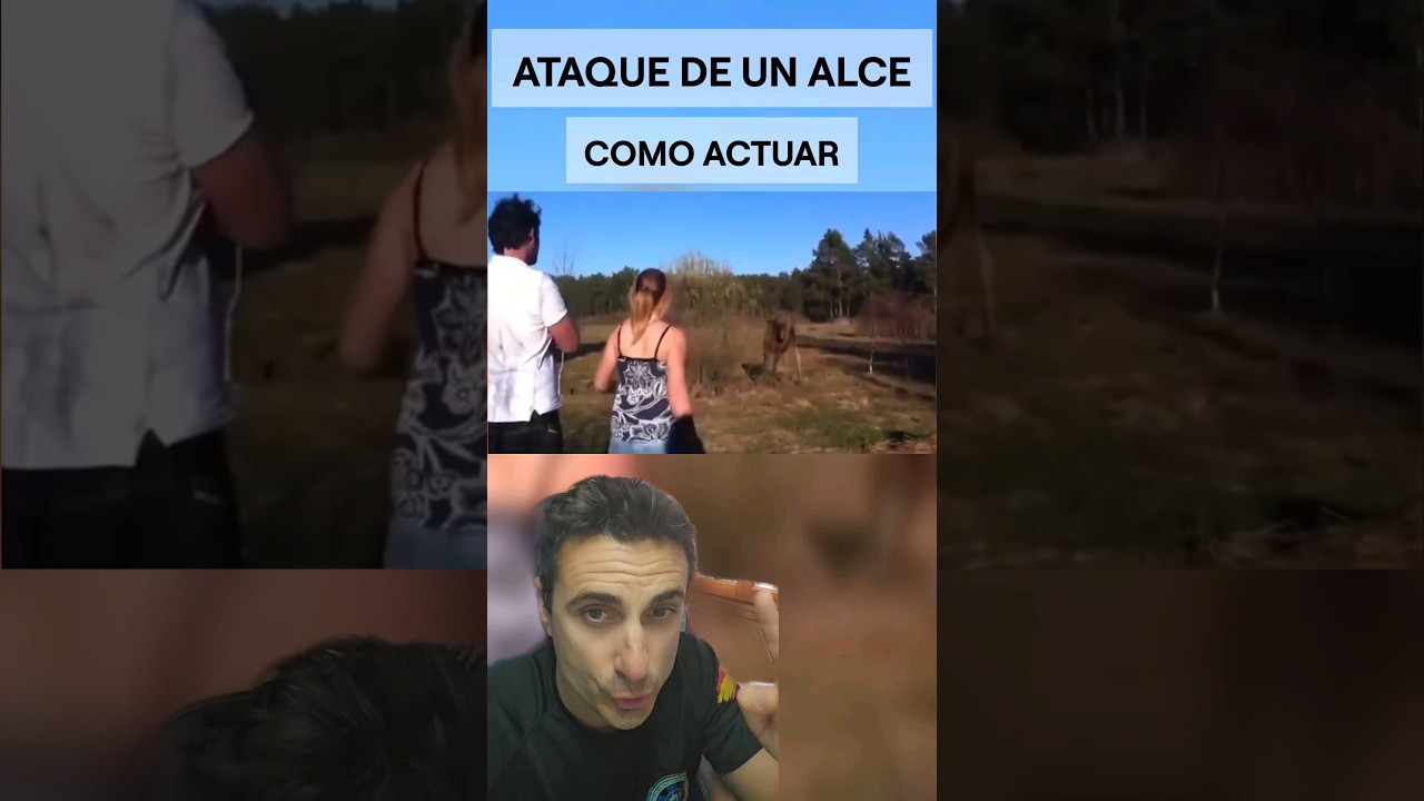 Ataque de un Alce, funcionar&aacute; con un Toro?. #curiosidades #supervivencia #emergencia