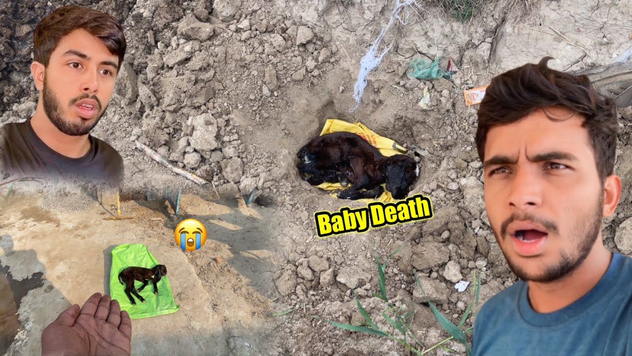 Goats Baby Death 😭 Sad News 