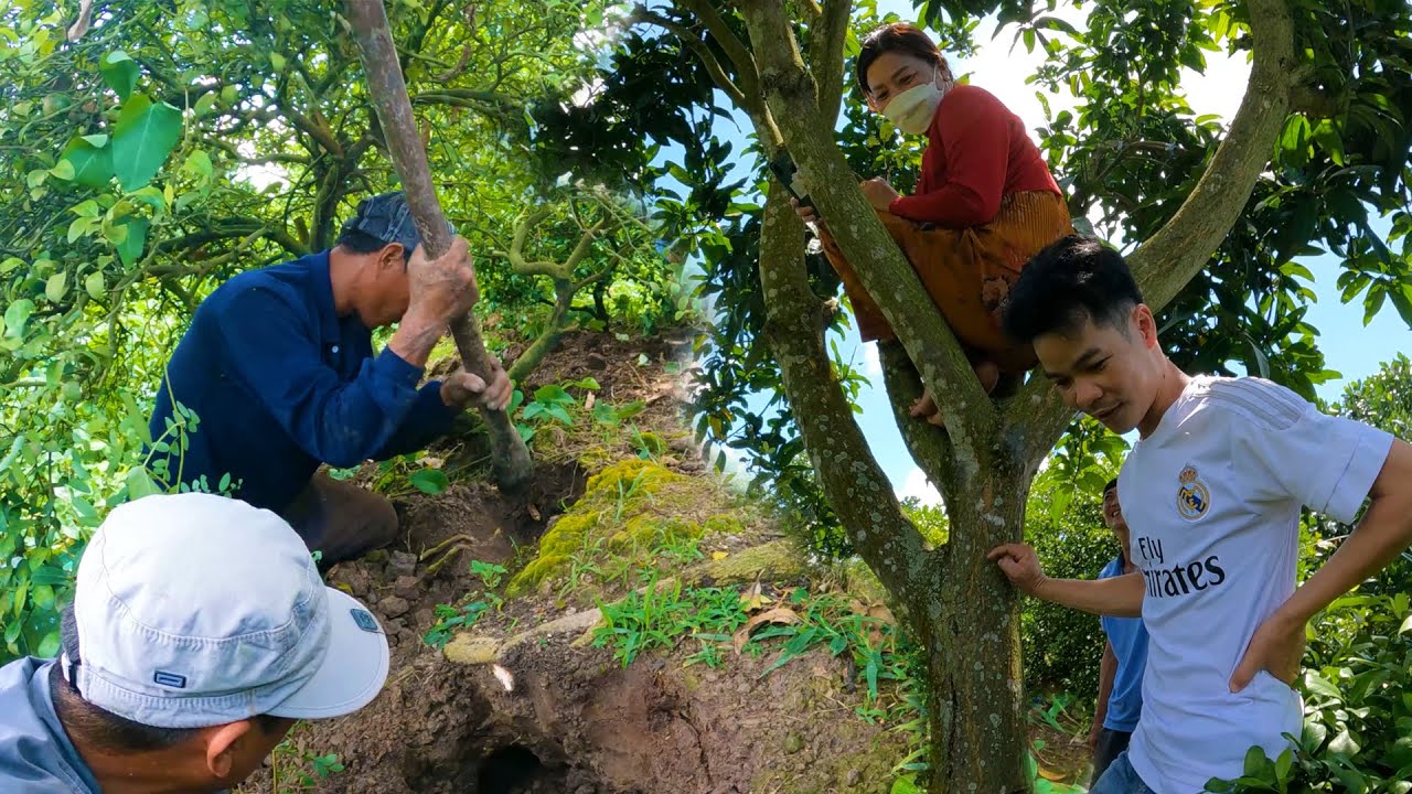 Có cả một ổ rắn độc đã nở trong vườn chanh ở Tân Hưng Cái Bè | TGSB # 407