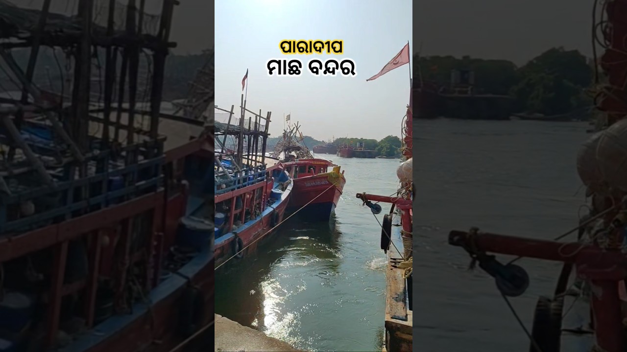 ପାରାଦୀପ ମାଛ ବନ୍ଦର || Paradeep fishing 🎣 spot ⛵🤔😱 