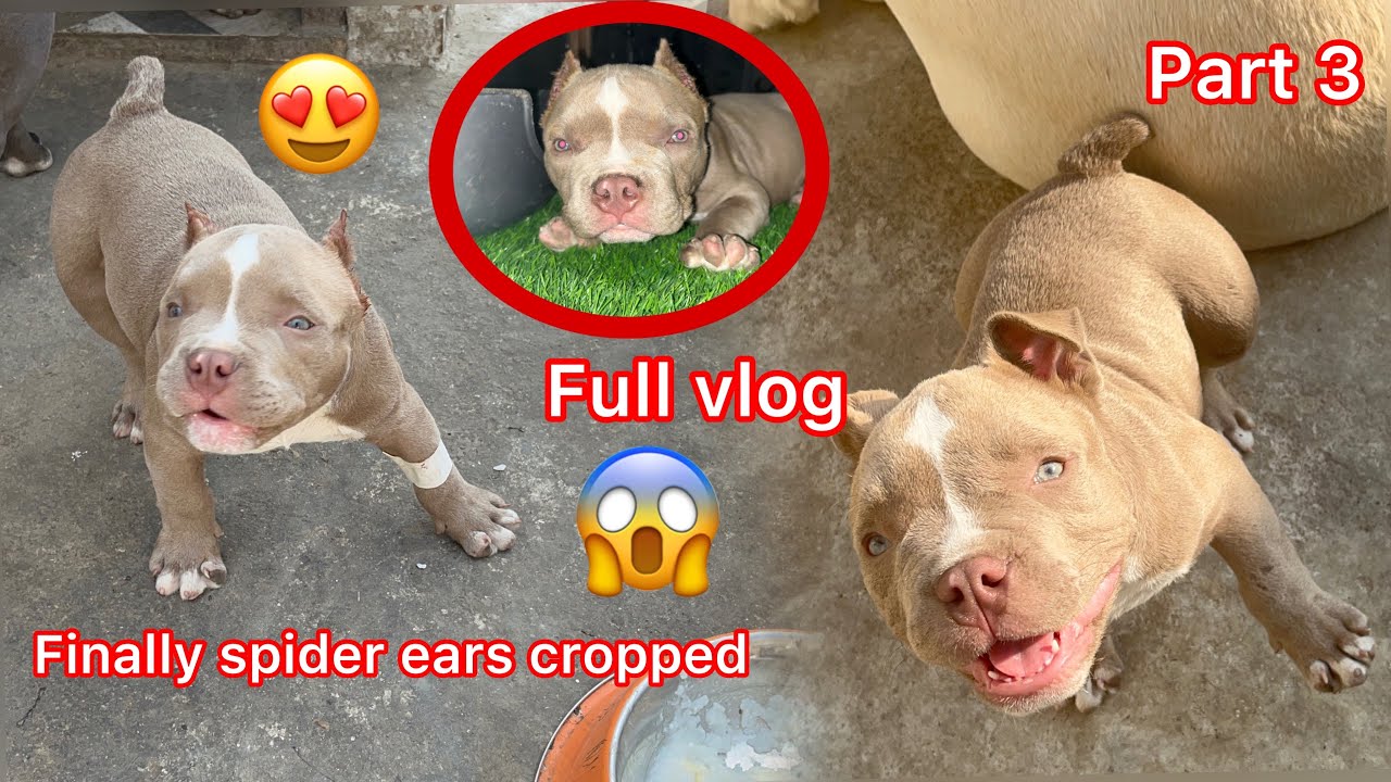 Spider k ear cropping kra dea 😱||full vlog ||part-3 