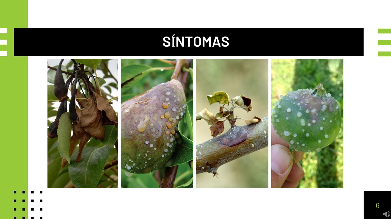 Erwinia amylovora